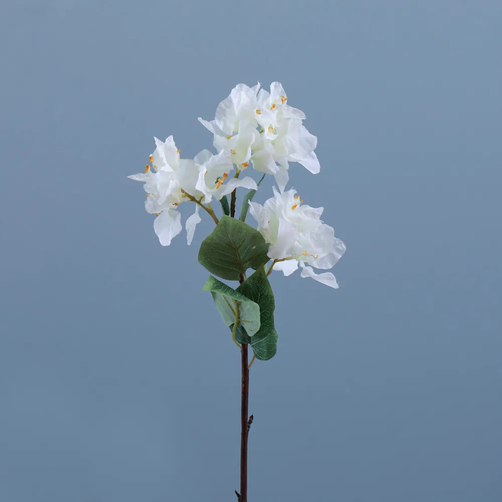 White Cymbidium Orchid 1