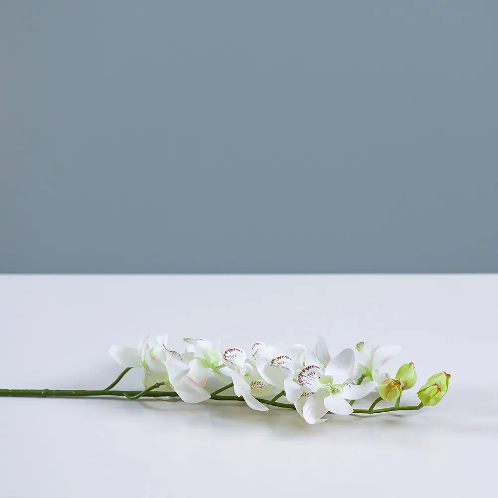 White Cymbidium Orchid
